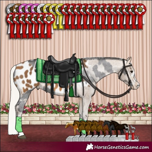 Horse Color:Smoky Black Sabino Appaloosa and Silver Buckskin Appaloosa