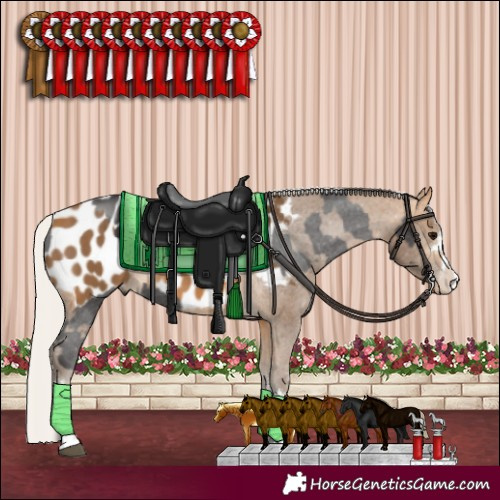 Horse Color:Smoky Black Sabino Appaloosa  and Silver Buckskin Appaloosa 