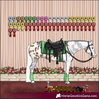 Horse Color:Smoky Black Sabino Appaloosa  and Silver Buckskin Appaloosa 