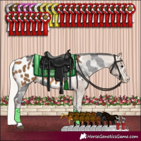 Horse Color:Smoky Black Sabino Appaloosa and Silver Buckskin Appaloosa