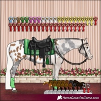 Horse Color:Smoky Black Sabino Appaloosa  and Silver Buckskin Appaloosa 