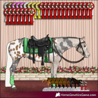Horse Color:Smoky Black Sabino Appaloosa and Silver Buckskin Appaloosa