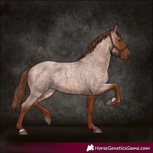 Horse Color:Red Roan 