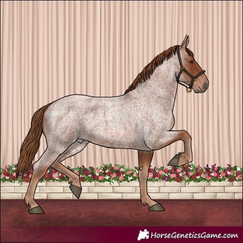 Horse Color:Red Roan 