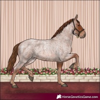 Horse Color:Red Roan
