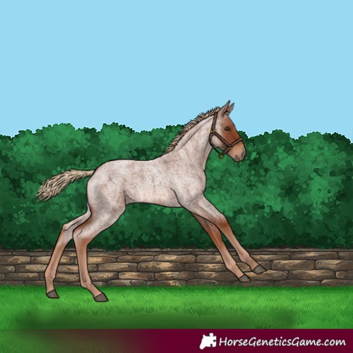 Horse Color:Red Roan 