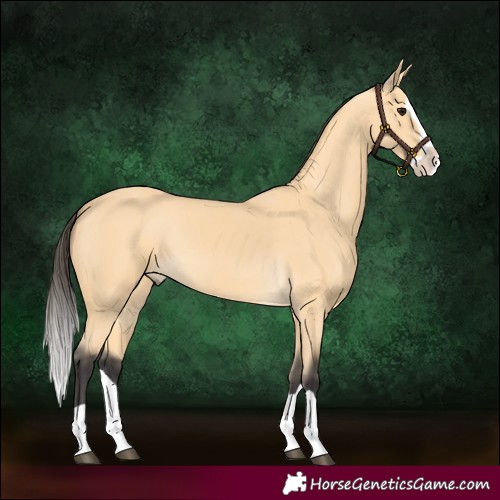 Horse Color:Buckskin Splash 