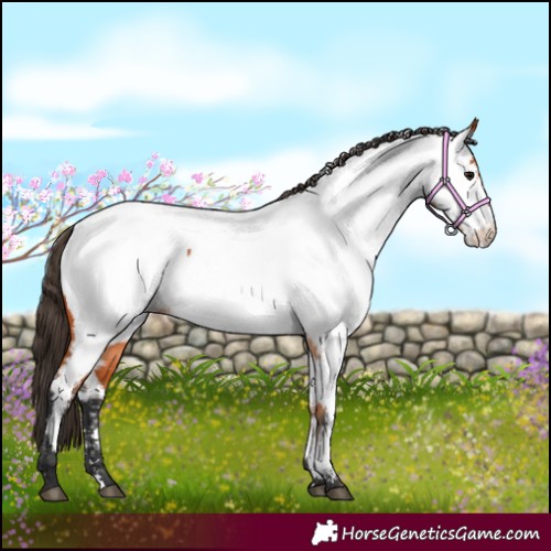Horse Color:Bay Fewspot 