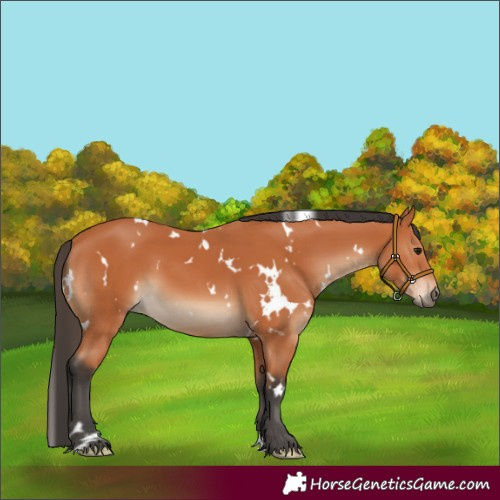 Horse Color:White Spotted Bay 