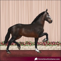 Horse Color:Gray Bay 