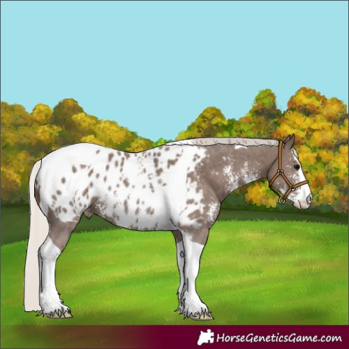 Horse Color:Silver Black Sabino Tobiano Appaloosa 