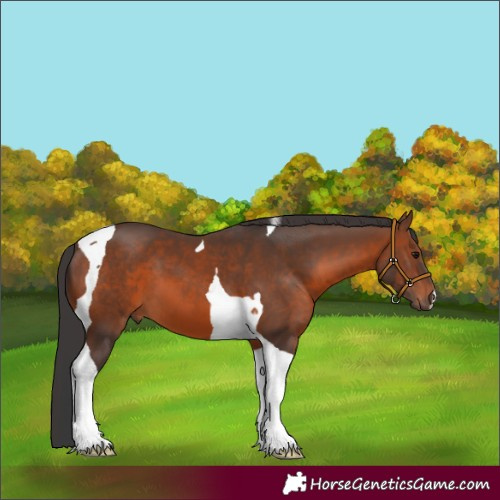 Horse Color:Brown Tobiano