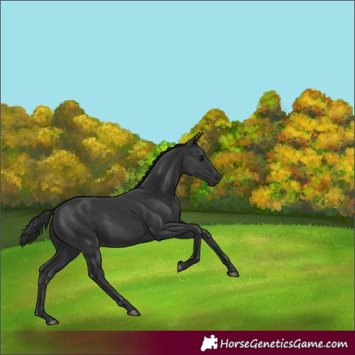 Horse Color:Black 
