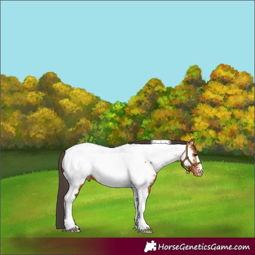 Horse Color:Bay Tobiano Appaloosa