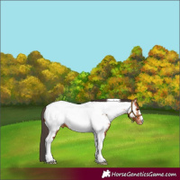 Horse Color:Bay Tobiano Near Fewspot 