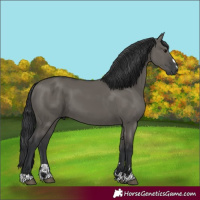 Horse Color:Grullo 