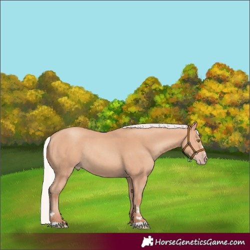 Horse Color:Silver Amber Champagne Rabicano
