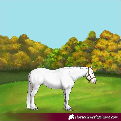 Horse Color:Liver Chestnut Sabino Splash 