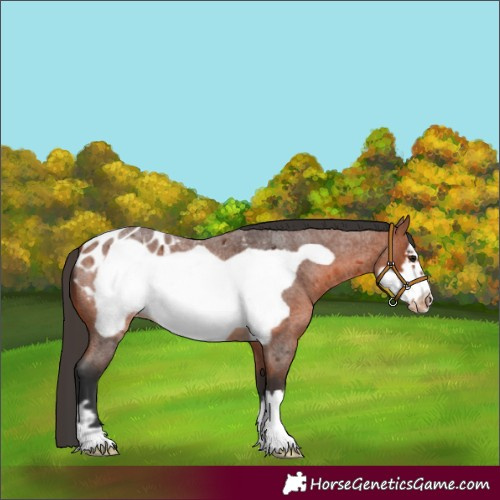Horse Color:Bay Roan Frame Appaloosa