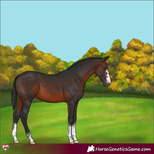 Horse Color:Brown Appaloosa 