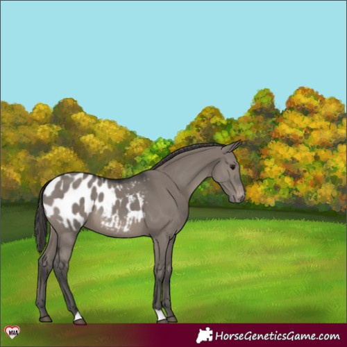 Horse Color:Grullo Appaloosa 