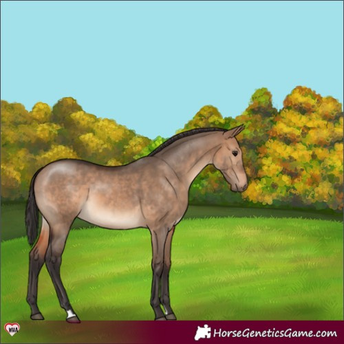 Horse Color:Brown Dun 