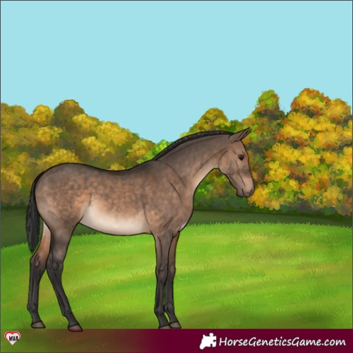 Horse Color:Brown Dun 