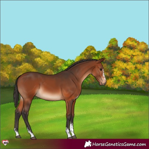 Horse Color:Bay Sabino 