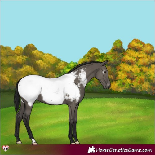 Horse Color:Gray Grullo Appaloosa 