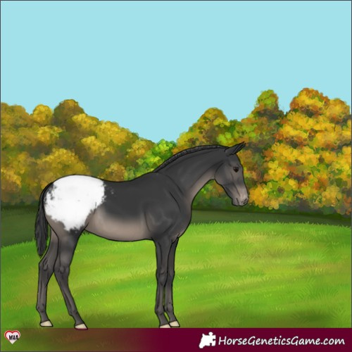 Horse Color:Black Snowcap 