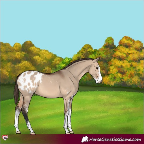 Horse Color:Bay Dun Sabino Blanket 