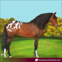 Horse Color:Brown Appaloosa 