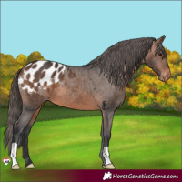Horse Color:Brown Appaloosa 