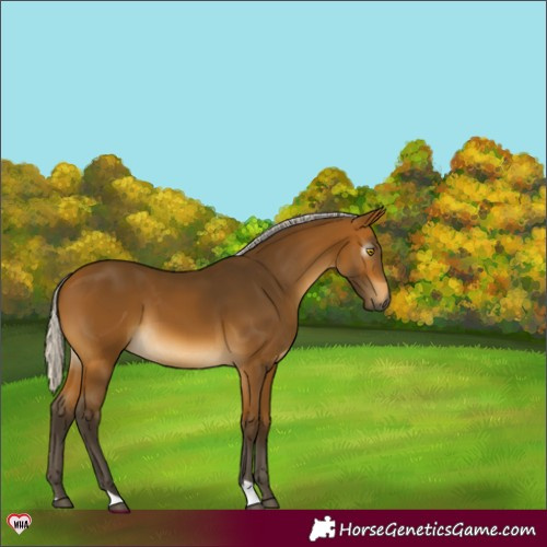 Horse Color:Gray Silver Buckskin 