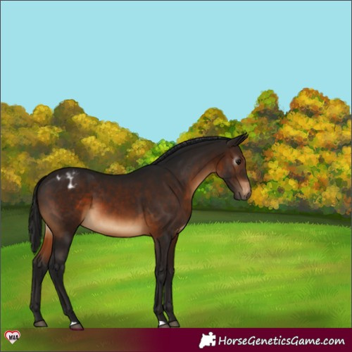 Horse Color:Gray Brown Appaloosa 