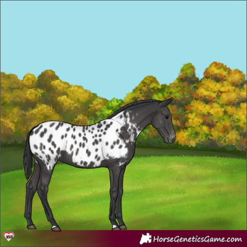 Horse Color:Black Blanket 