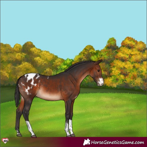 Horse Color:Brown Sabino Tobiano Blanket Rabicano 