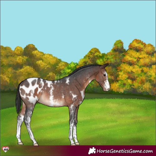 Horse Color:Brown Sabino Blanket Rabicano 