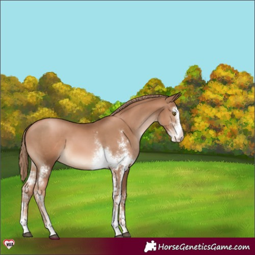 Horse Color:Liver Chestnut Pearl Sabino Varnish 