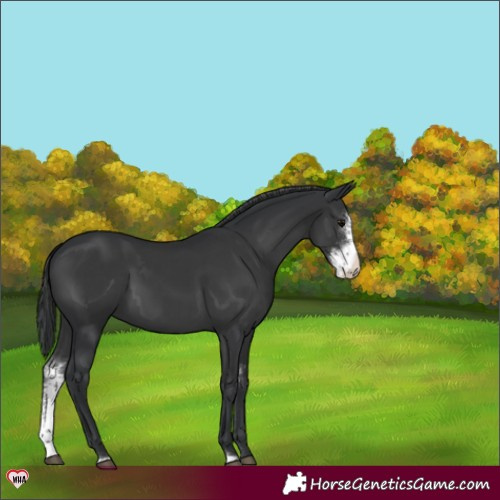 Horse Color:Black Sabino 