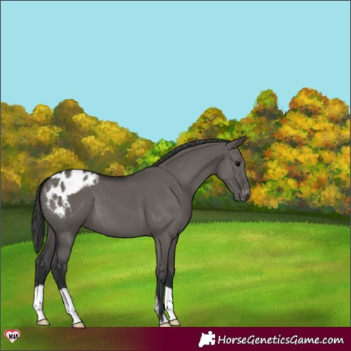 Horse Color:Grullo Varnish 