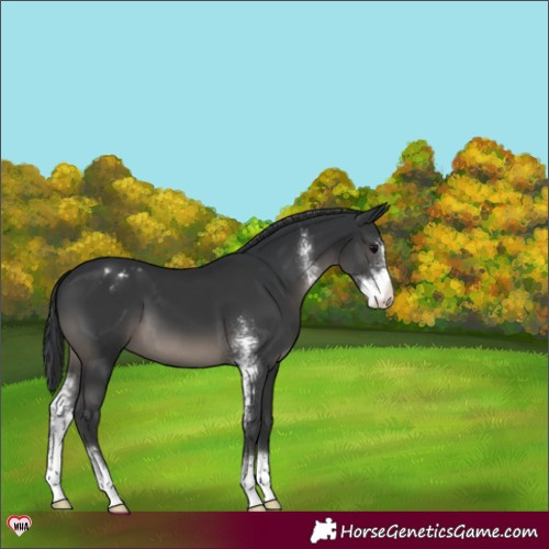 Horse Color:Black Sabino Varnish 
