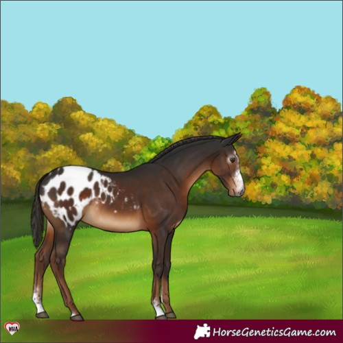 Horse Color:Gray Liver Chestnut Sabino Blanket 