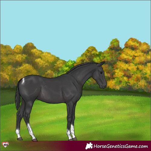 Horse Color:Black Tobiano 