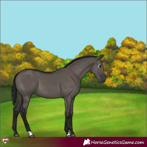 Horse Color:Gray Grullo 