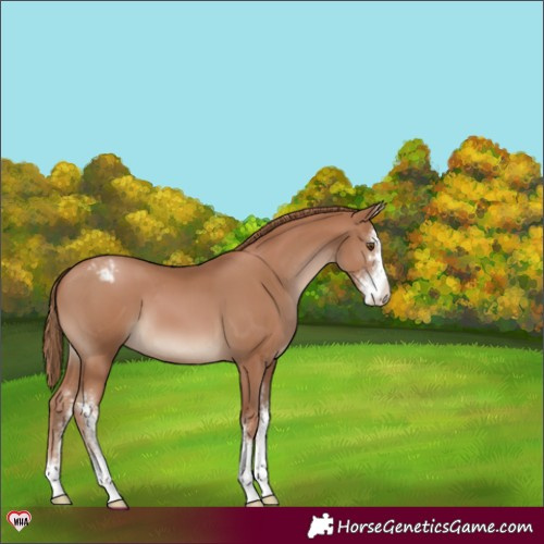 Horse Color:Black Pearl Sabino Varnish 