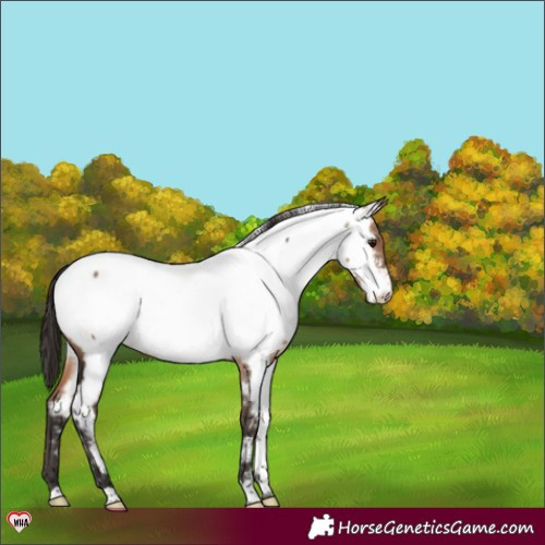 Horse Color:Brown Dun Near Fewspot 