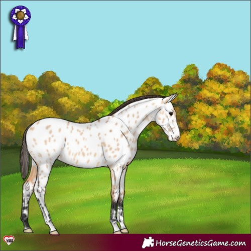 Horse Color:Bay Dun Sabino Appaloosa 