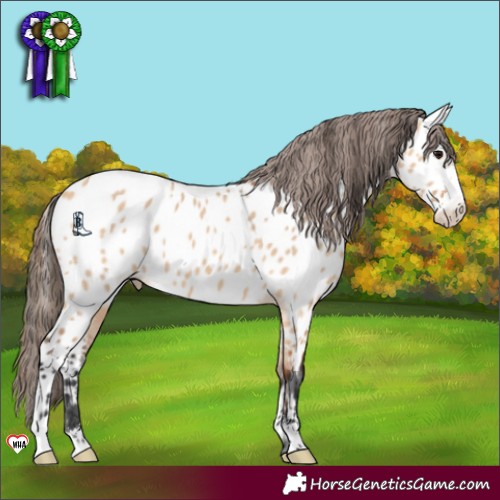 Horse Color:Bay Dun Sabino Near Leopard 