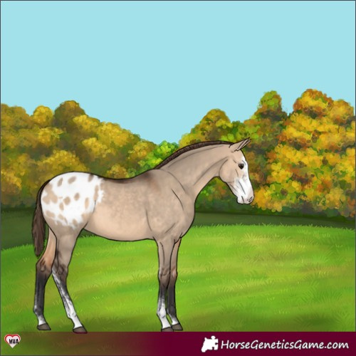 Horse Color:Bay Dun Sabino Blanket 